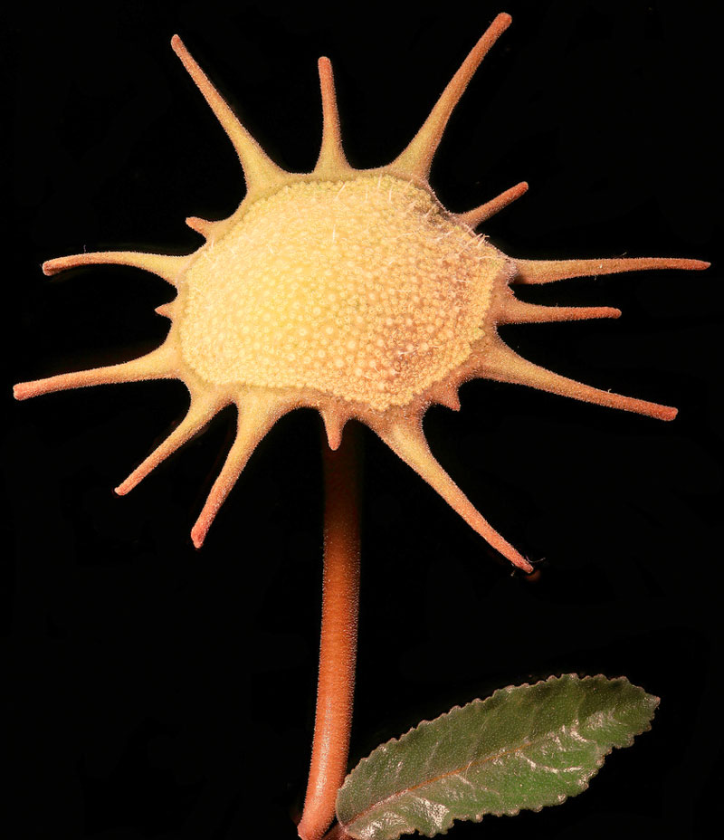 Dorstenia foetida